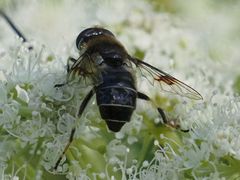 Eristalis rupium