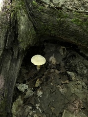 Hydnum subtilior