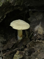 Hydnum subtilior