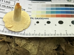 Hydnum subtilior