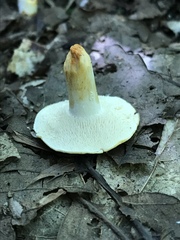 Hydnum subtilior
