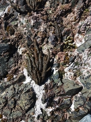 Splachnidium rugosum