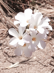 Leptosiphon grandiflorus