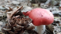 Russula