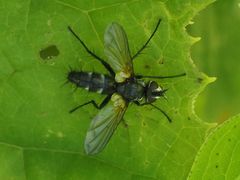 Phyllomya volvulus