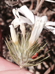 Leptosiphon grandiflorus