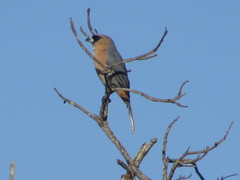 Schistochlamys ruficapillus