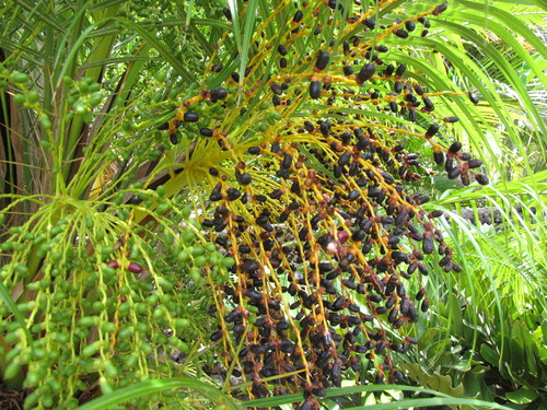 Phoenix roebelenii O'Brien