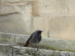 Phoenicurus ochruros