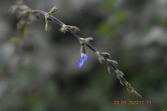 Salvia misella