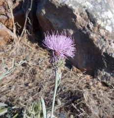 Cheirolophus sempervirens