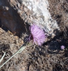 Cheirolophus sempervirens