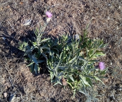 Cheirolophus sempervirens