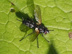 Phyllomya volvulus