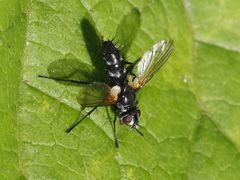 Phyllomya volvulus