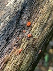 Tulasnella aurantiaca