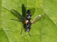 Phyllomya volvulus
