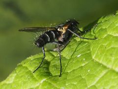 Phyllomya volvulus