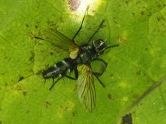 Phyllomya volvulus