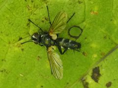 Phyllomya volvulus