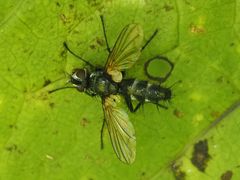 Phyllomya volvulus