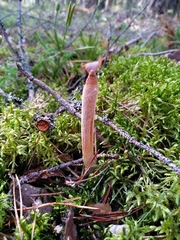 Trichoderma nybergianum