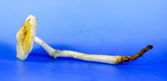 Hymenopellis sinapicolor