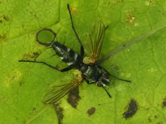 Phyllomya volvulus