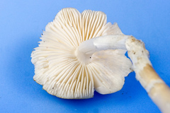 Hymenopellis sinapicolor