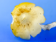 Hymenopellis sinapicolor
