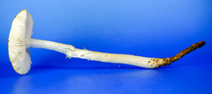 Hymenopellis sinapicolor