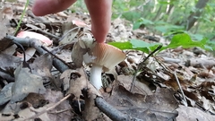Russula