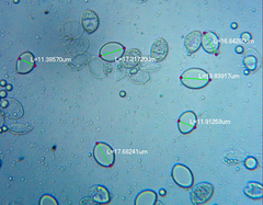 Hymenopellis sinapicolor