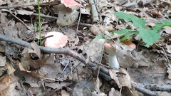Russula