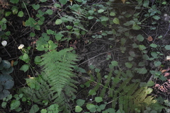 Athyrium filix-femina