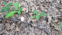 Russula