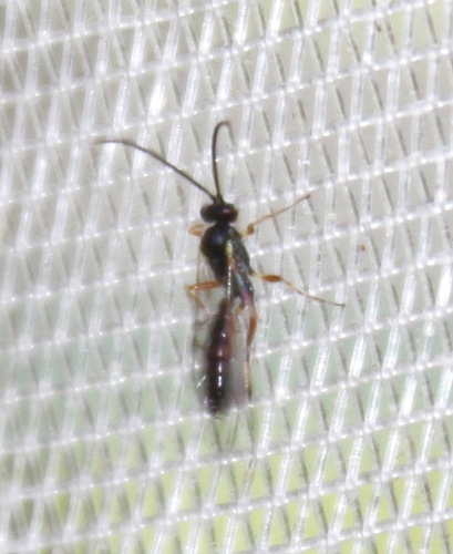 Diadegma insulare observed 2012-09-26