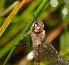 Procordulia jacksoniensis