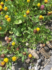 Trifolium badium