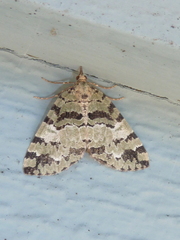 Hydriomena speciosata