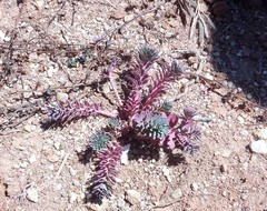 Euphorbia portlandica