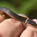 Ring-necked Snake - Photo (c) Joe Girgente, some rights reserved (CC BY-NC), uploaded by Joe Girgente