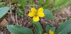 Viola nuttallii