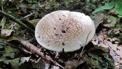 Amanita