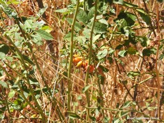 Rosa pouzinii