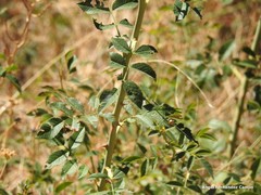 Rosa pouzinii