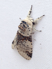 Furcula scolopendrina