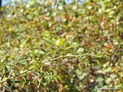 Rosa pouzinii