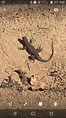 Sceloporus occidentalis