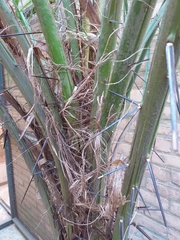 Acrocomia aculeata